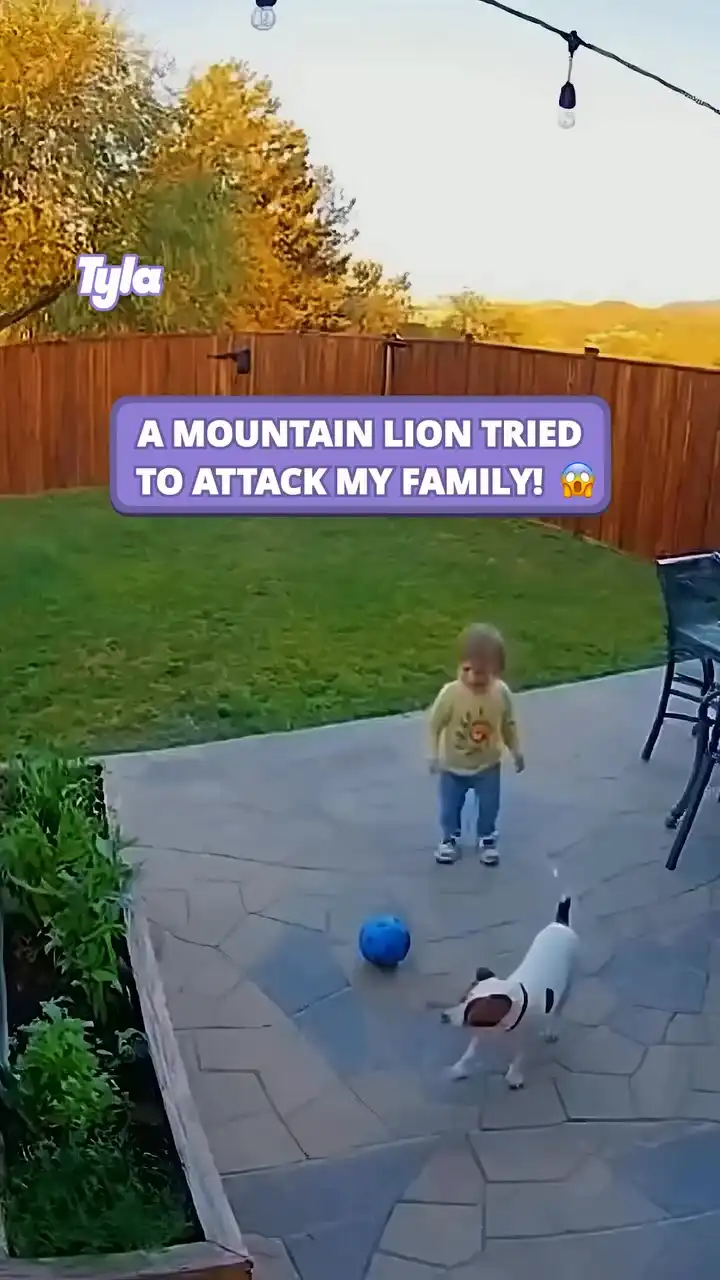 Mountain lion goes after my child 😳