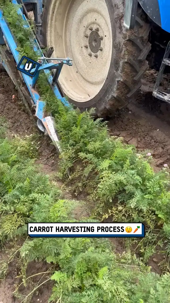 Carrot Harvesting Process