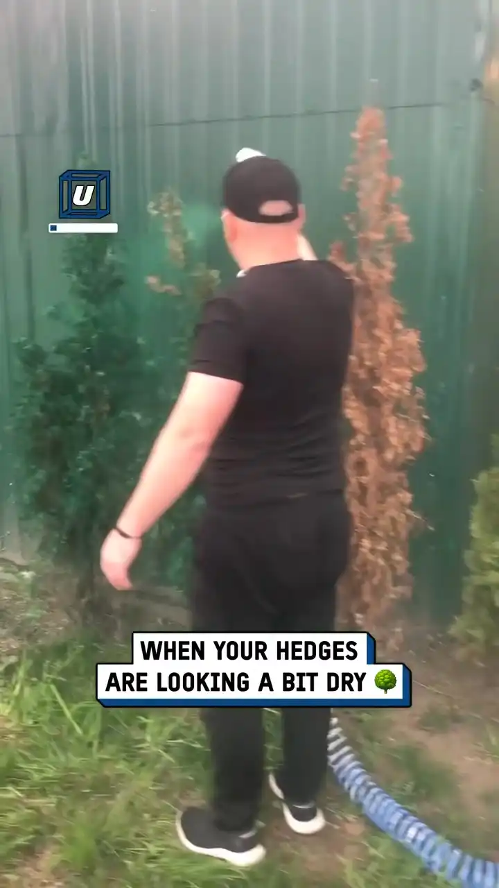 Painting my hedges green 🌳🎨