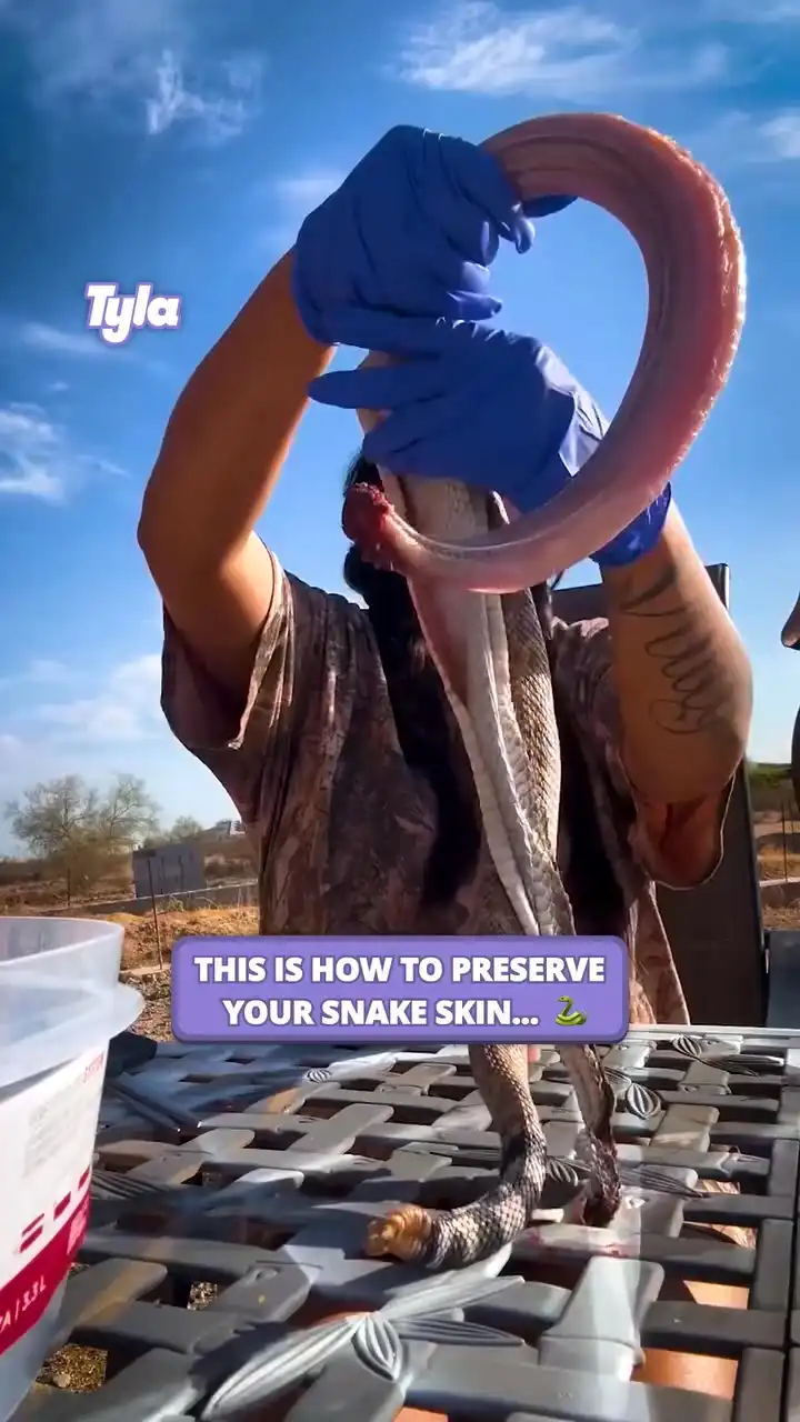 Traditional snake skinning 🐍😳