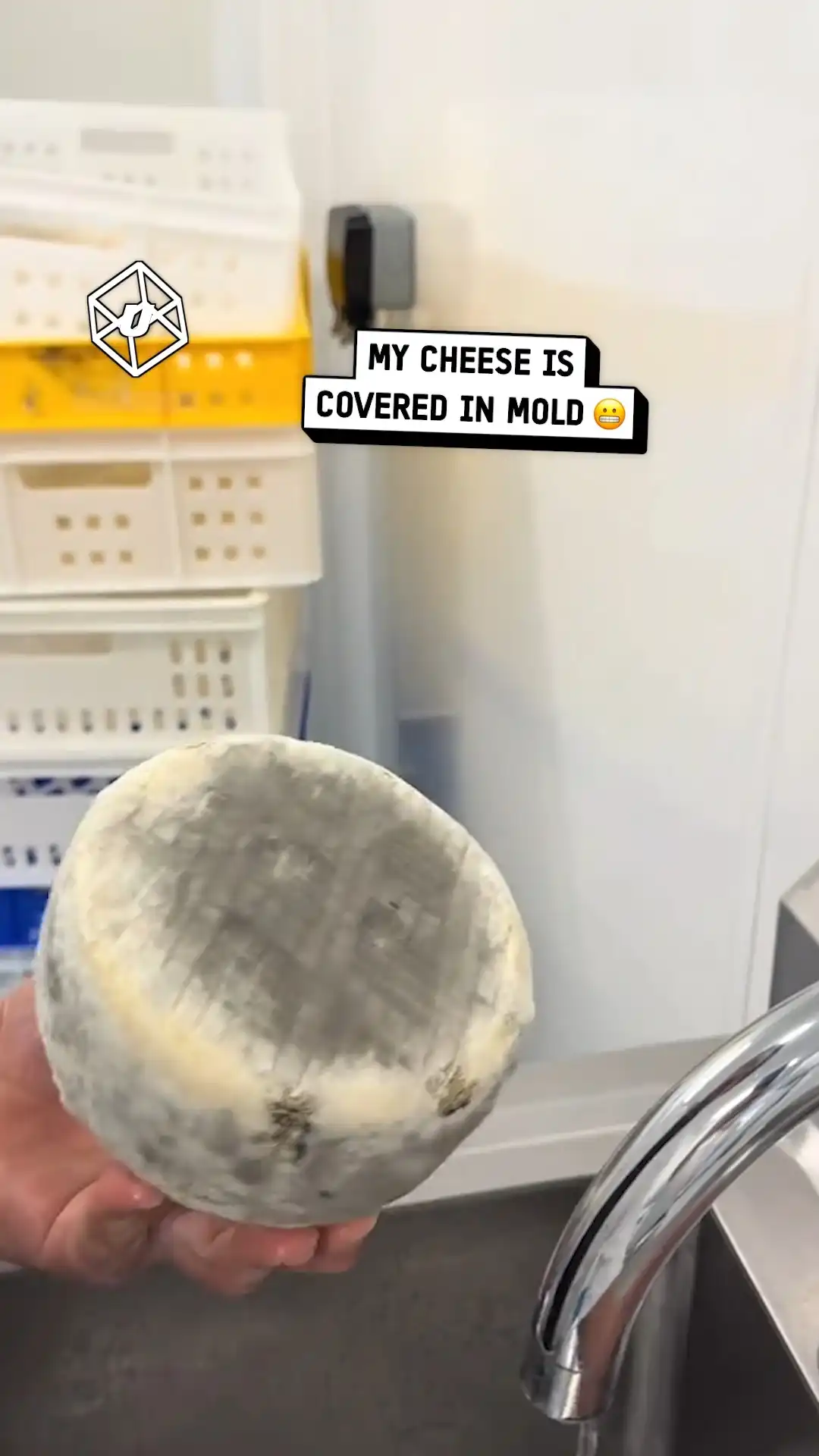My cheese is so moldy 🤢🧀