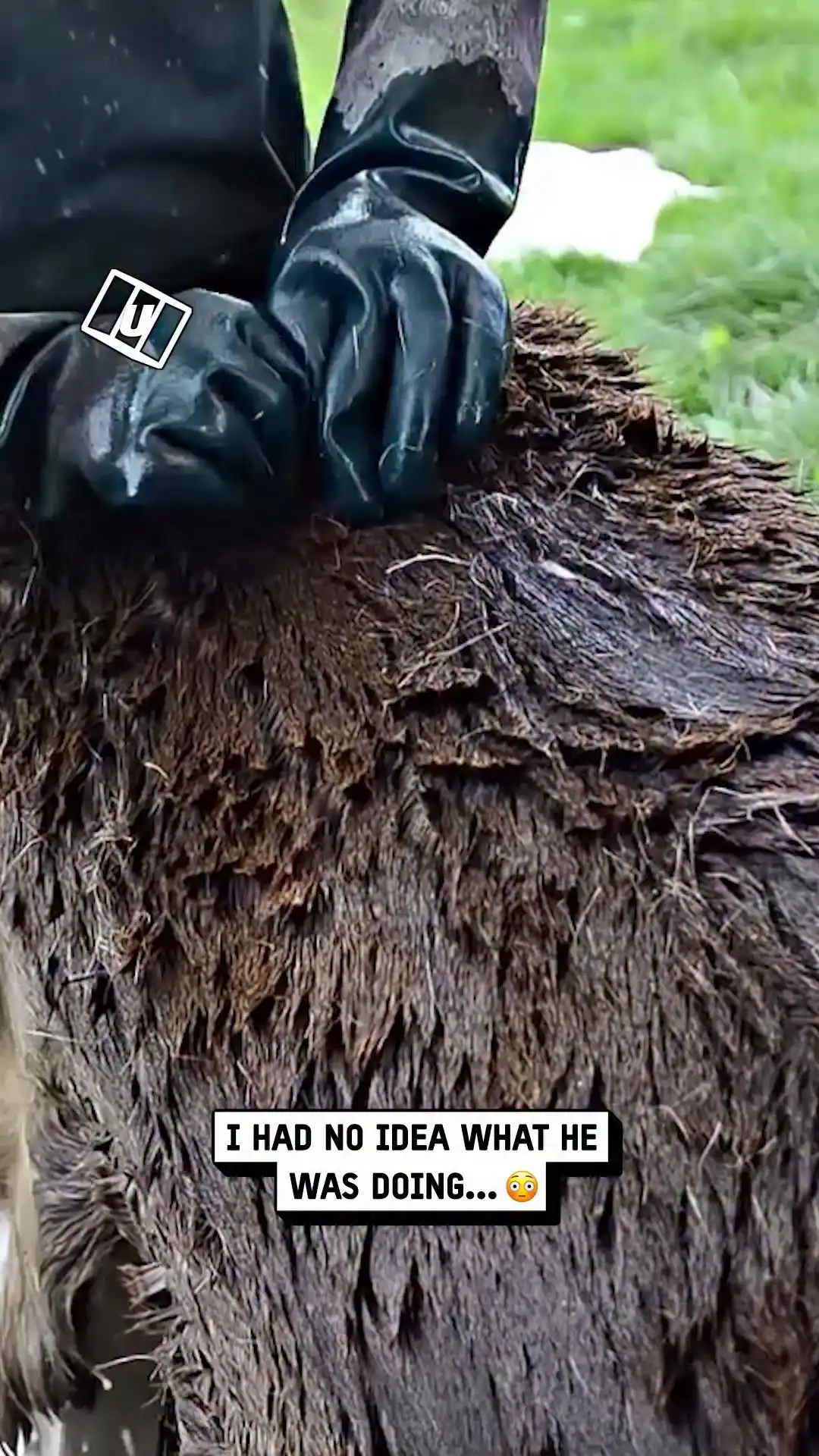 Unhairing a deer 😳🦌