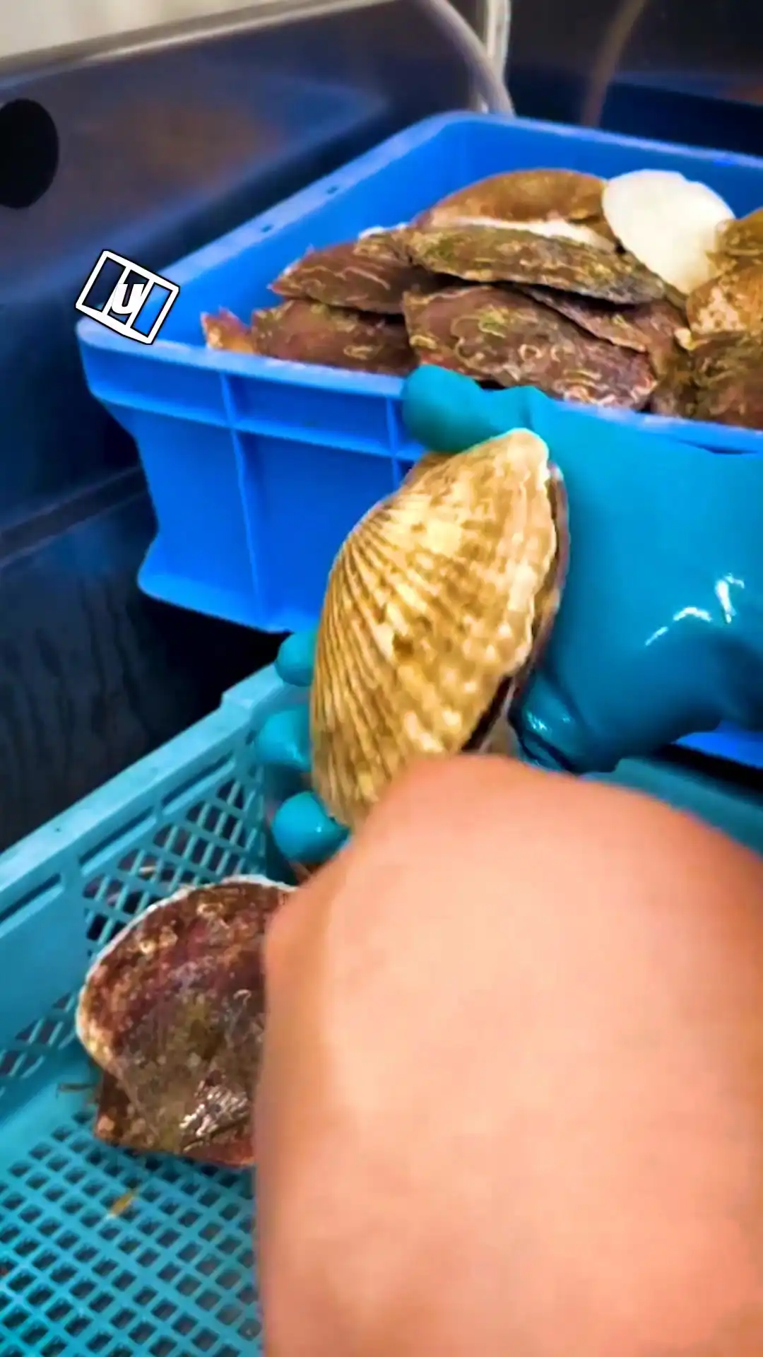 How to properly peel a scallop 😮💨🐟