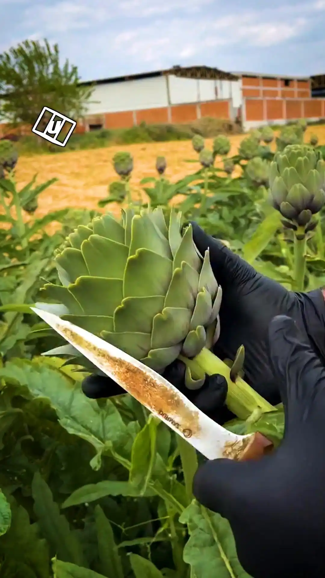 Preparing an artichoke 😮‍💨