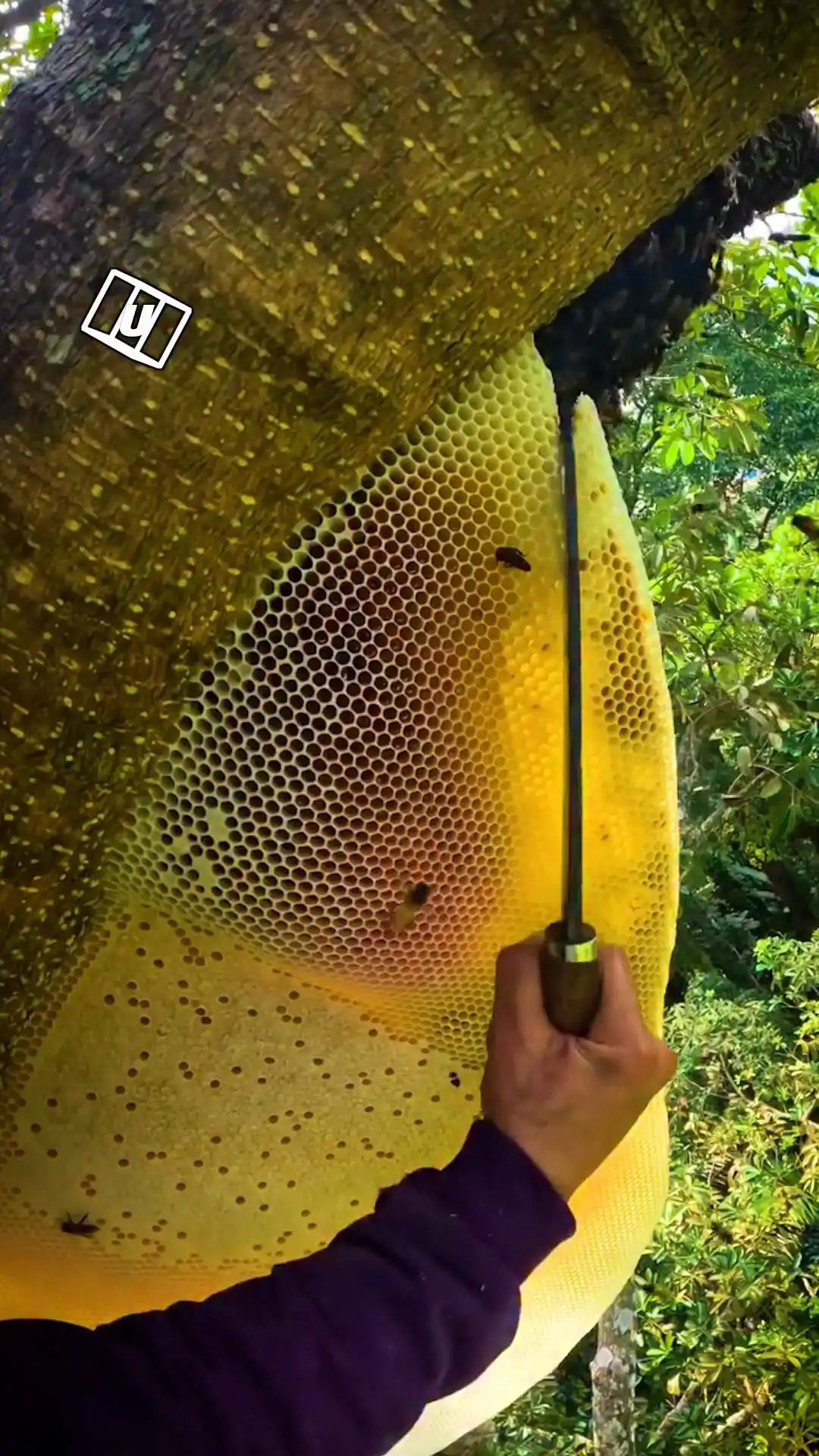 Slicing honey from huge heights 😳🍯
