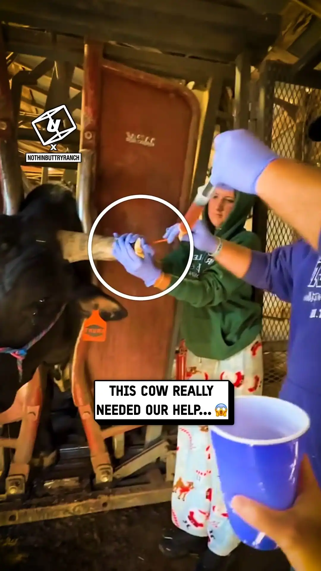 This cow needed our help 😳🐮