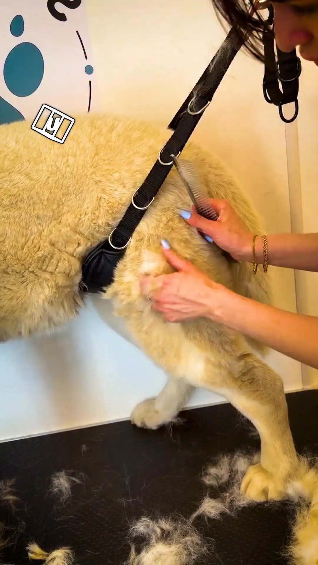 Hand combing a dog ๐ฒ๐