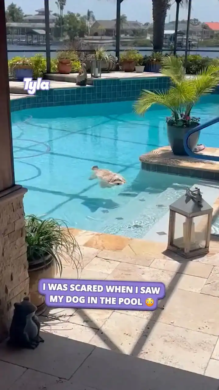 I was scared when I saw my dog in the pool 😳