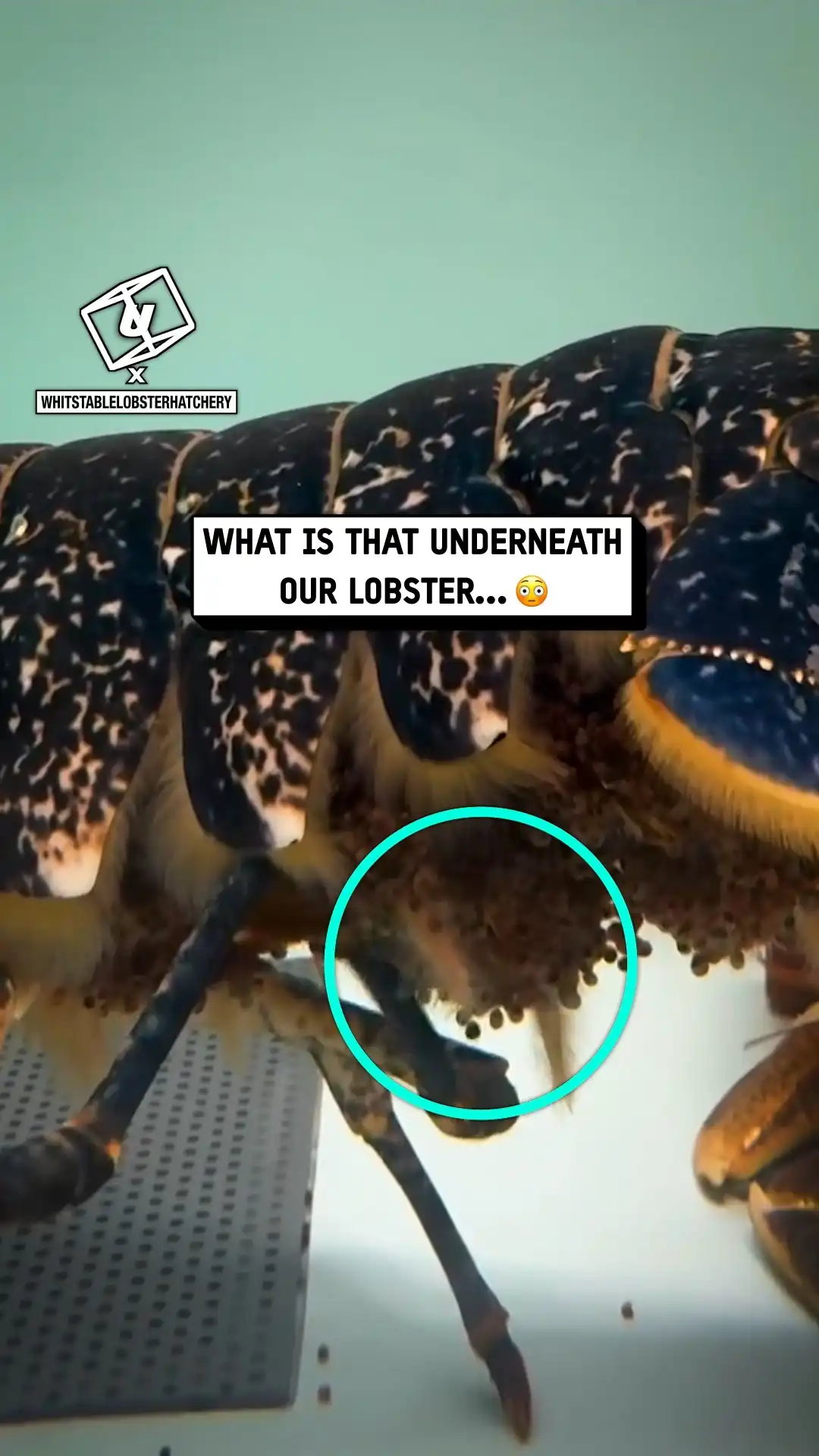 My lobster had so many babies 😲🦞