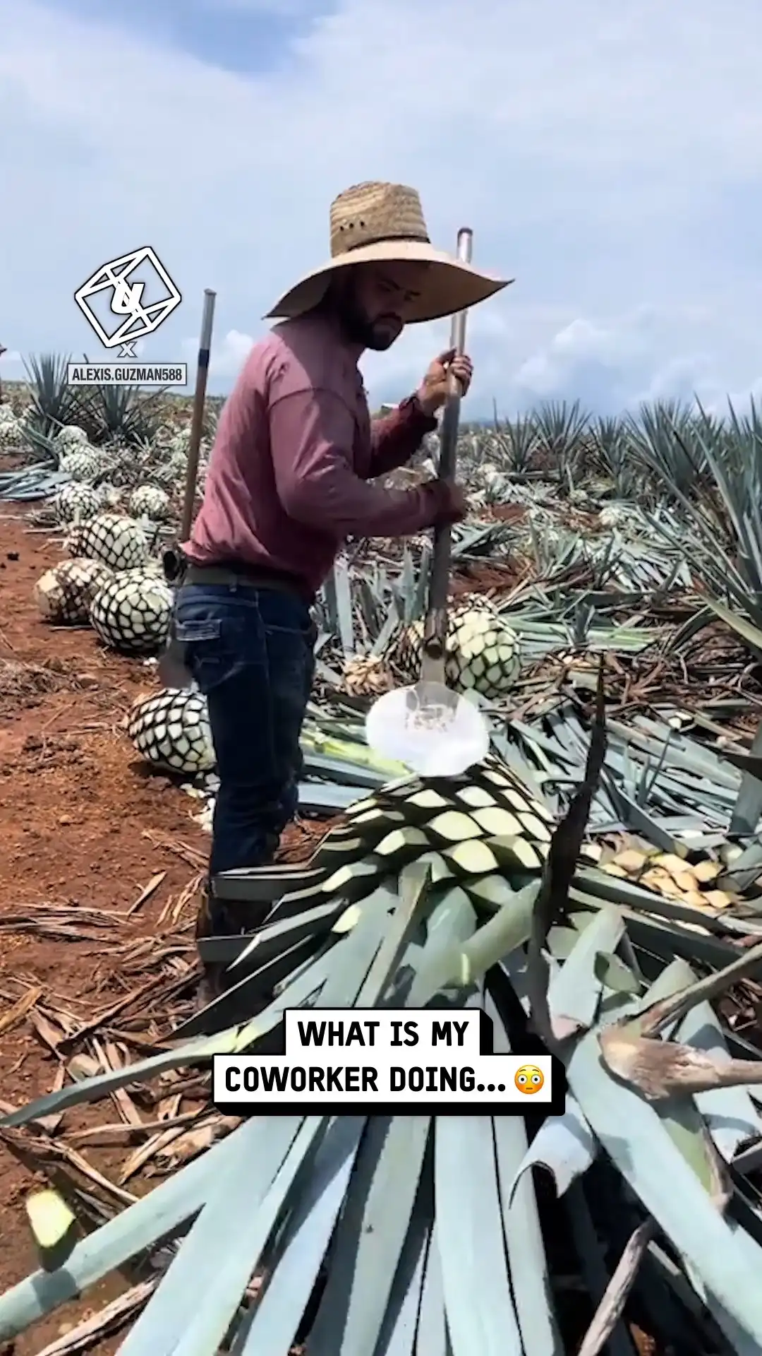 Slicing agave plants 😮‍💨🌱
