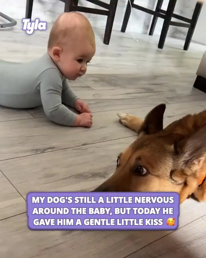 Nervous dog is slowly warming up to new baby 🥹