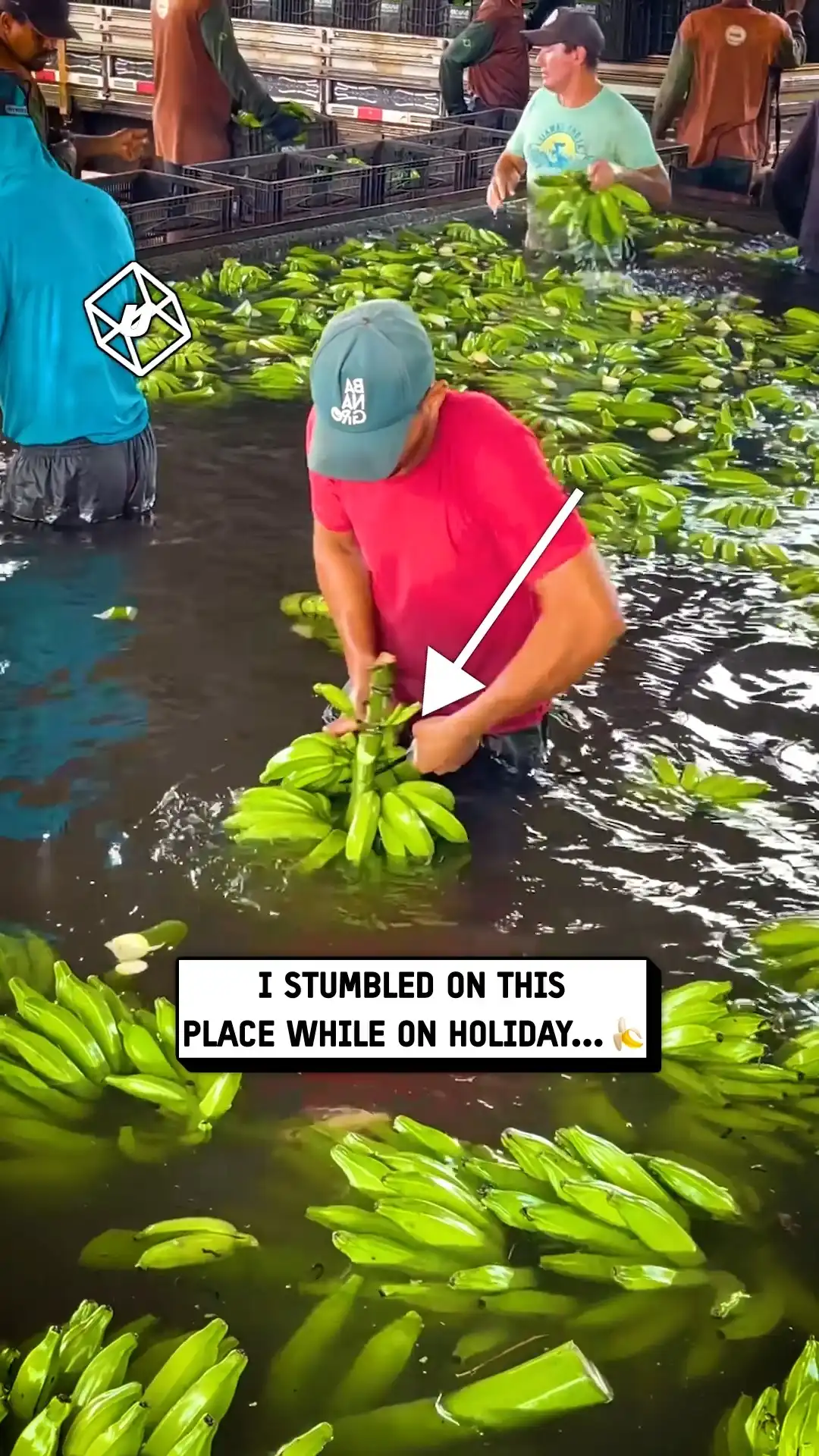 How bananas are harvested π²π