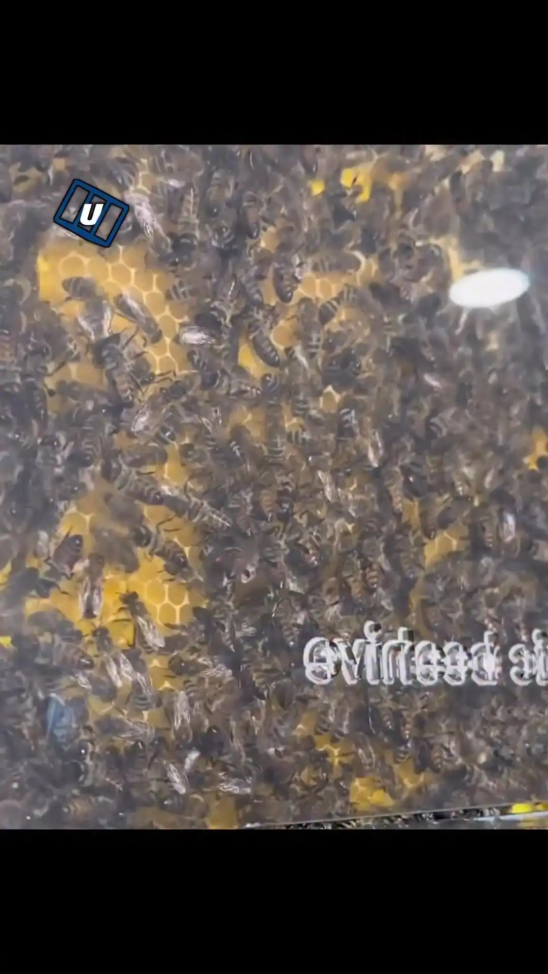 Futuristic Indoor Beehive π€―π