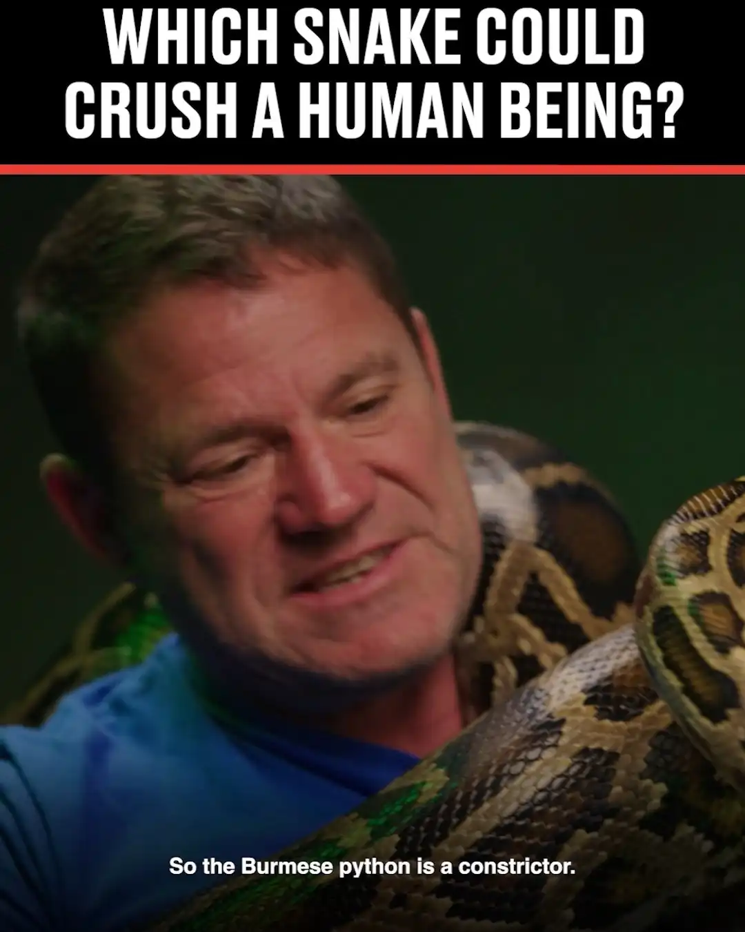 Which Snake Could Crush A Human? Steve Backshall Answers Your Questions