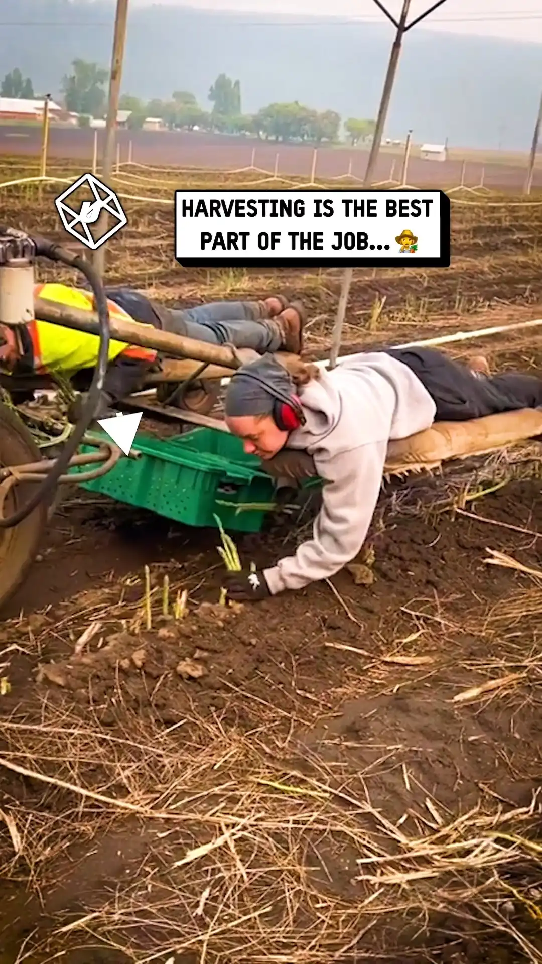 I love harvesting asparagus 👩‍🌾