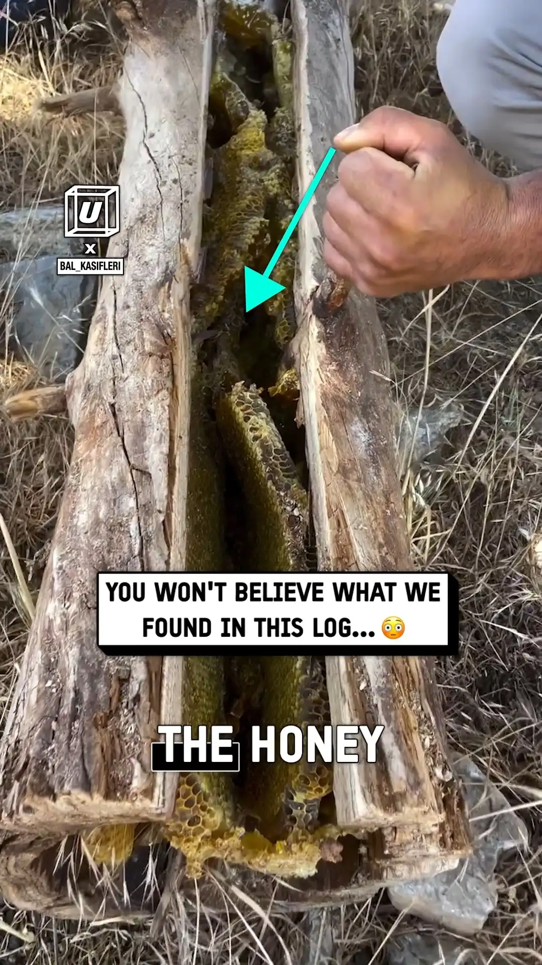 I discovered these bees in the strangest place 😳🐝