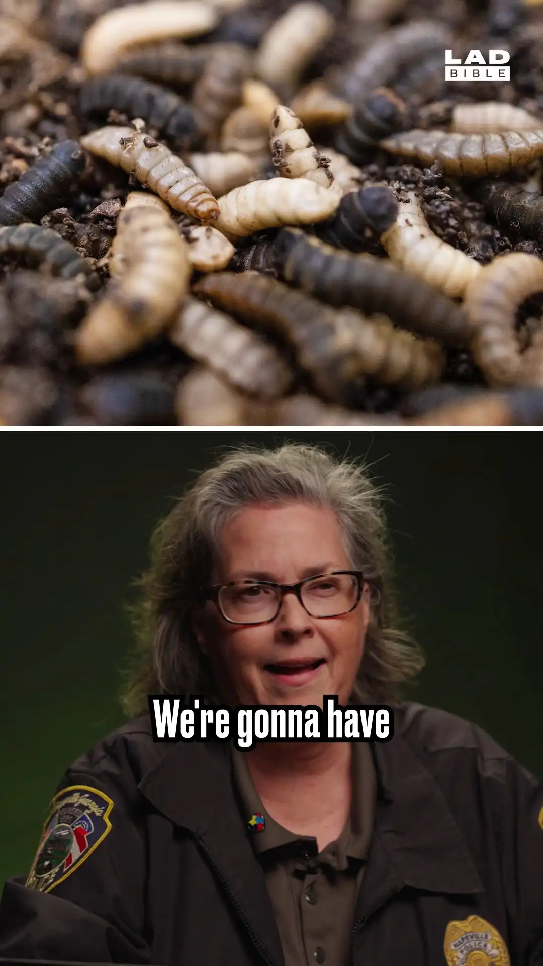 CSI on the importance of bugs at crime scenes