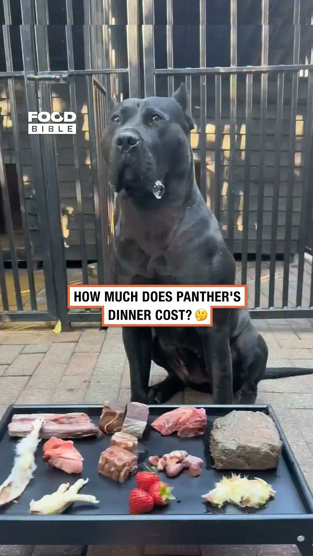 How much does it cost to feed Panther a raw diet?