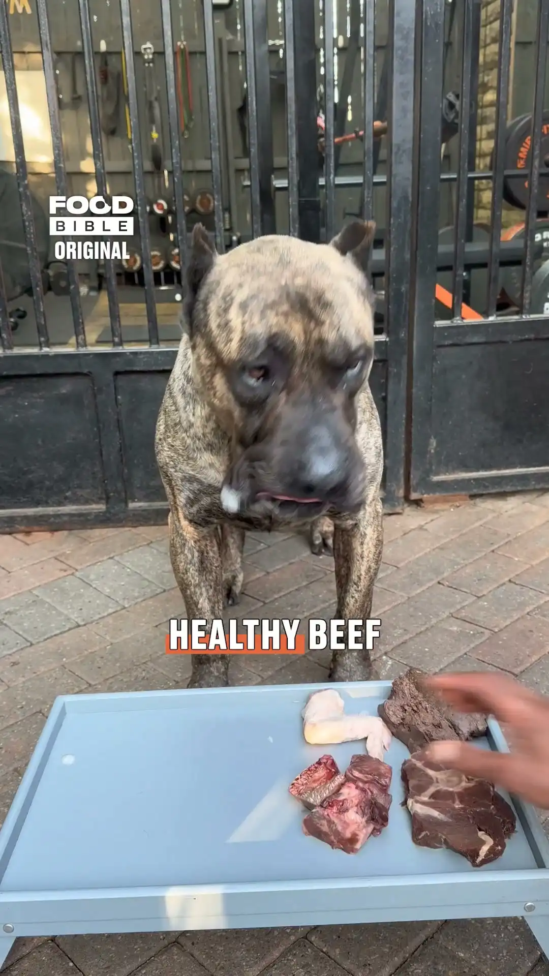 My dog ate dinner in record time!