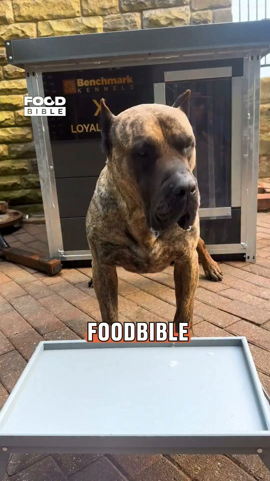 Settling the dog dinner debate