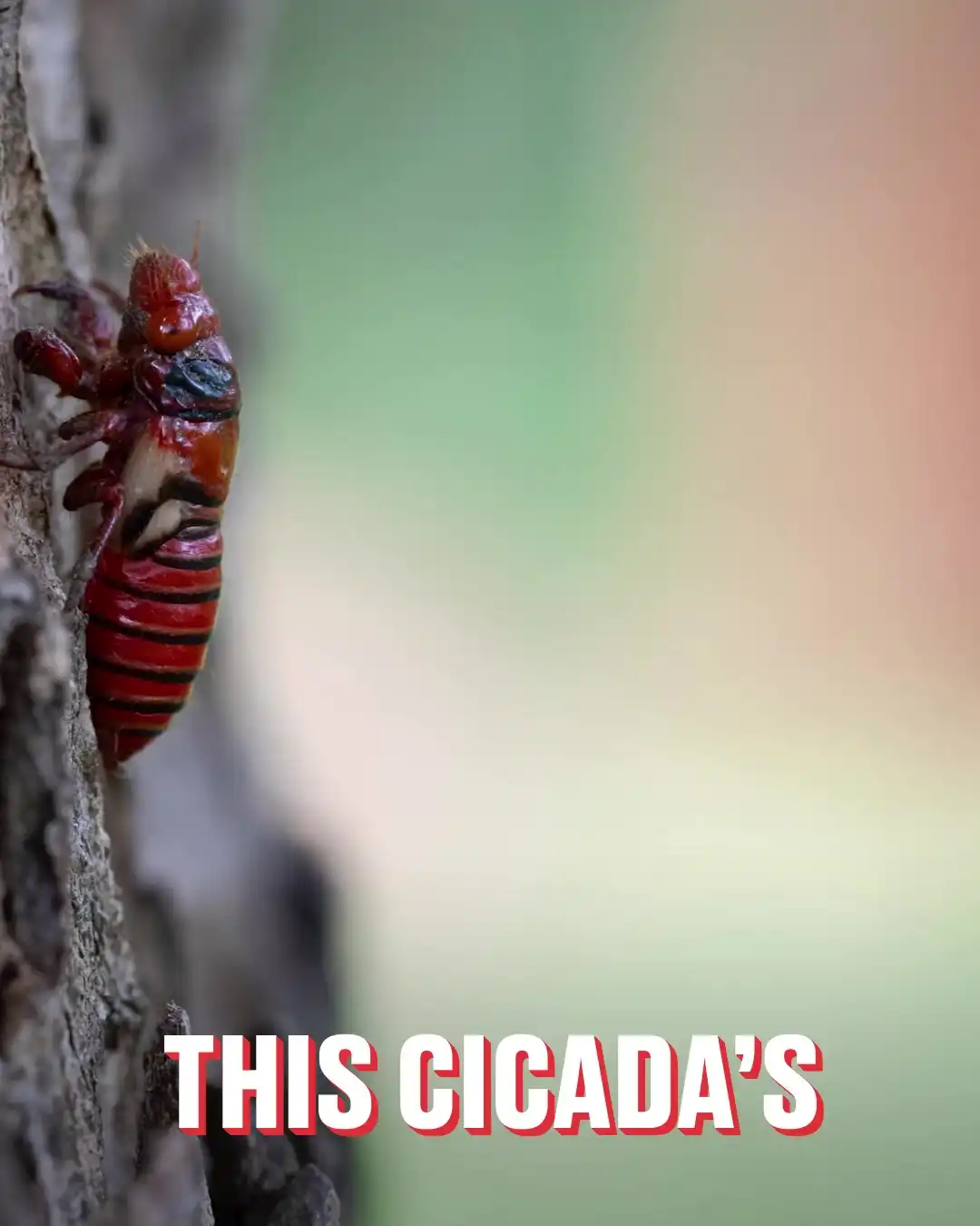 Huechys Incarnata cicada shedding skin