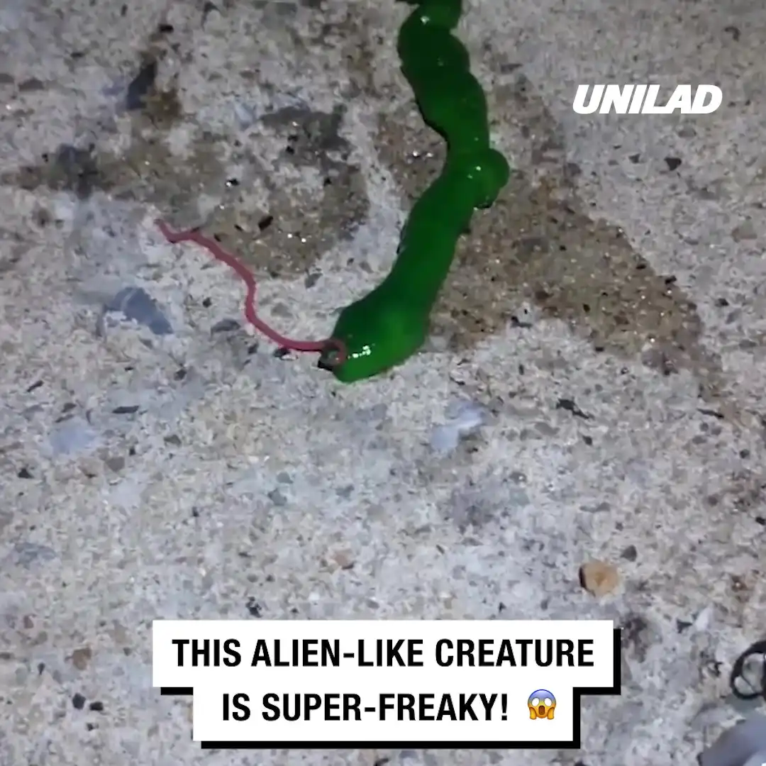 Weird alien worm