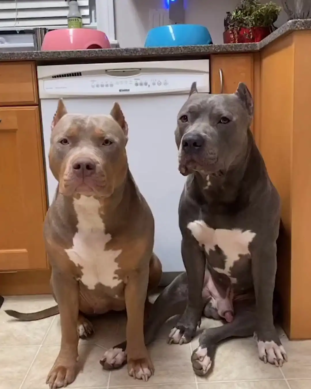 What we feed our chunky dogs