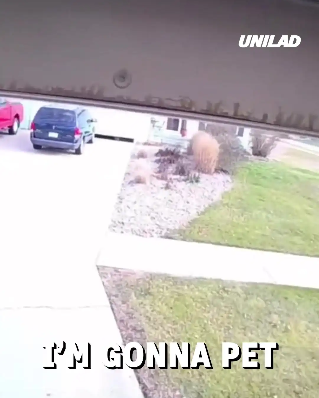 Delivery guy plays with husky