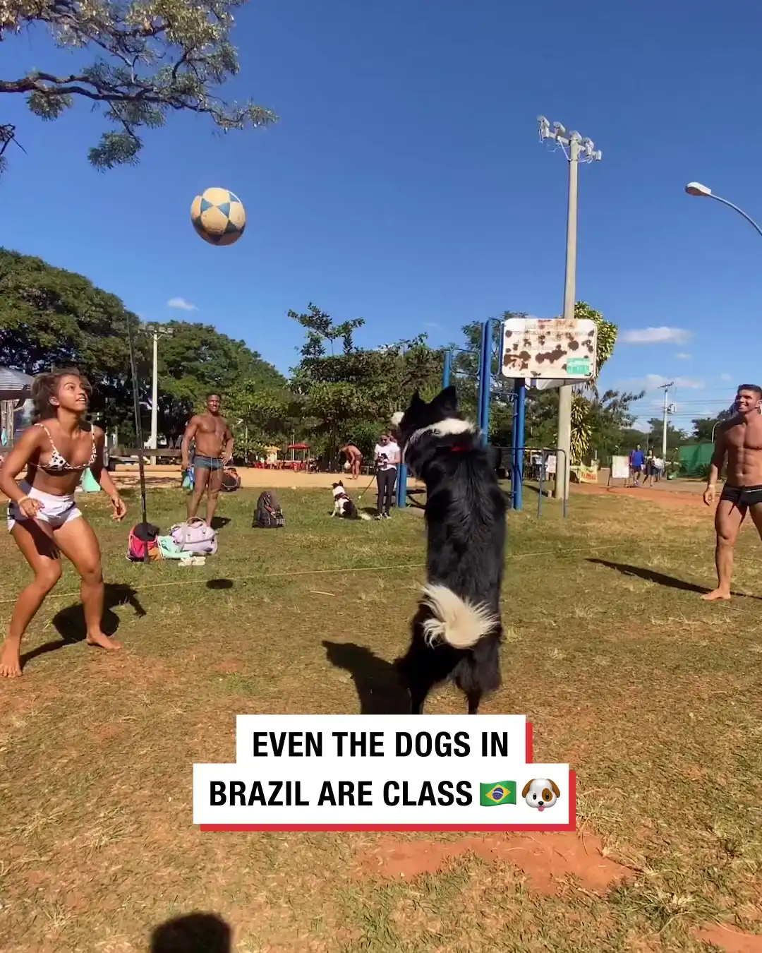 Even the dogs in Brazil are class