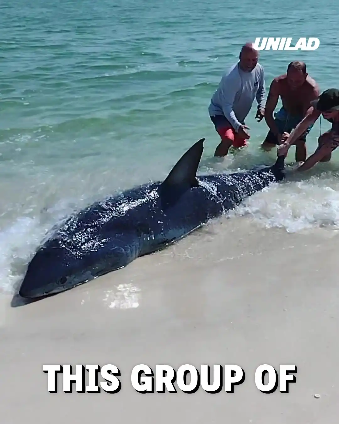 Humans risk their lives to save a beached mako shark