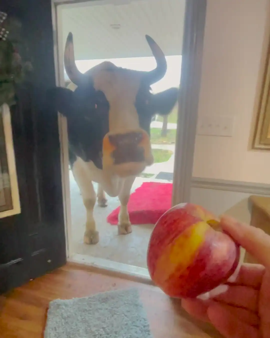 Bull takes a peek in house