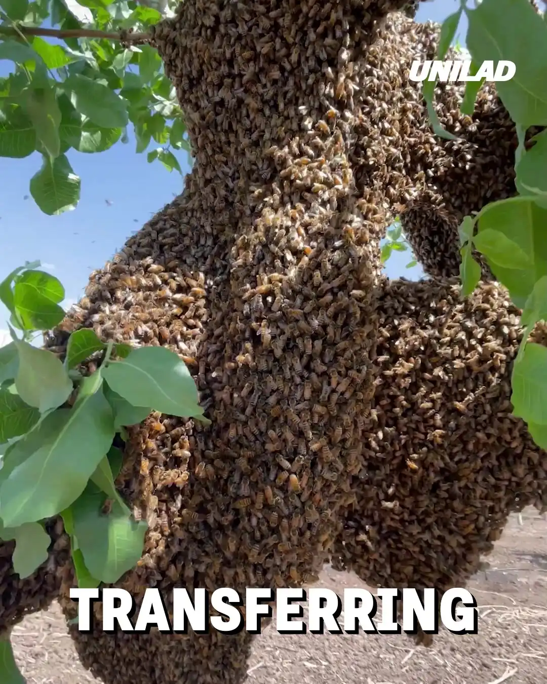 Transferring a huge swarm of bees