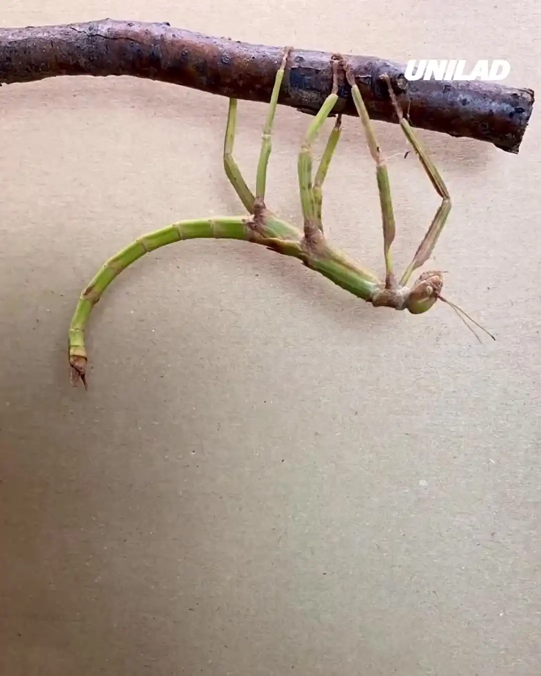 Timelapse of stick insect shedding