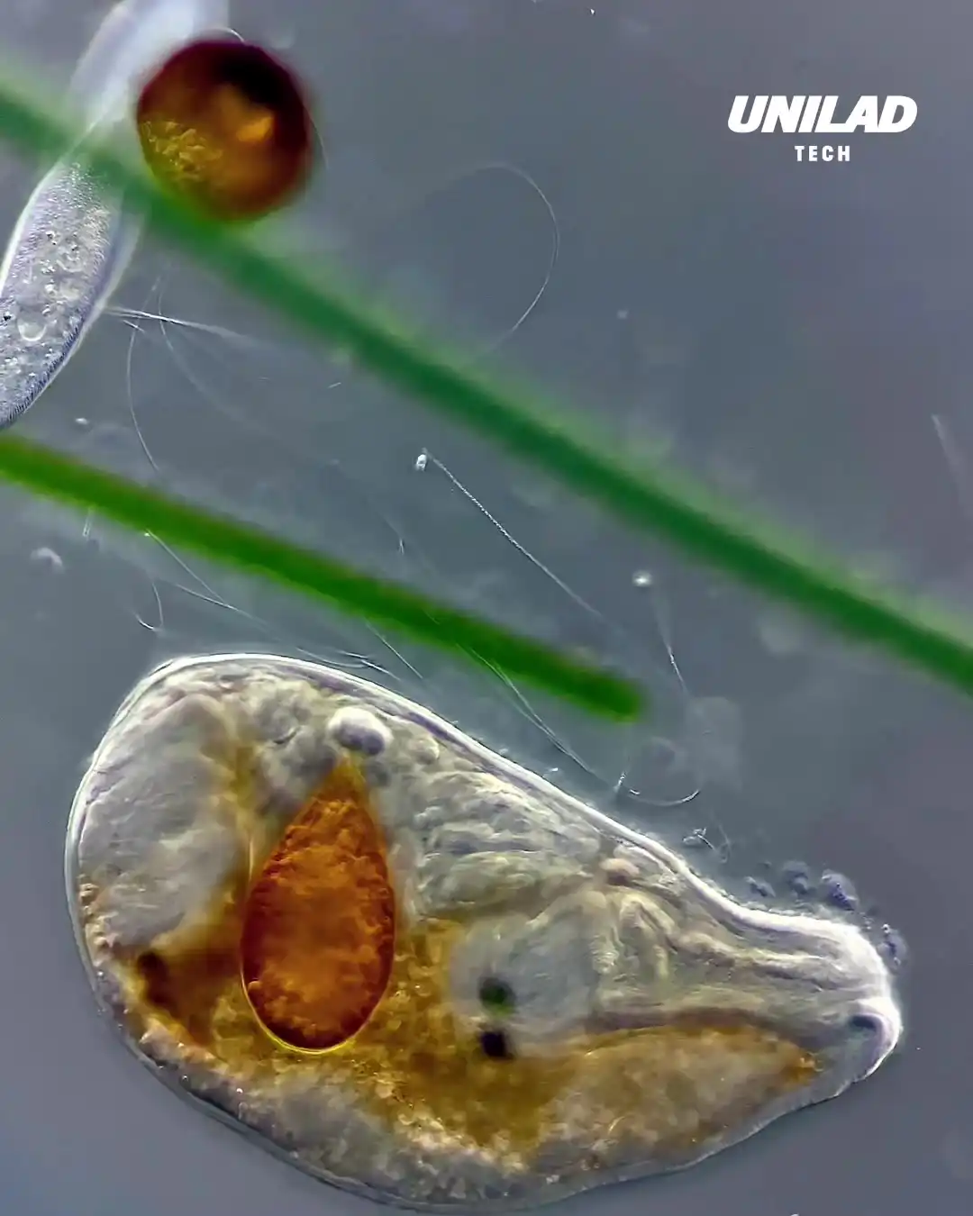 Capturing Micro Organisms Up Close
