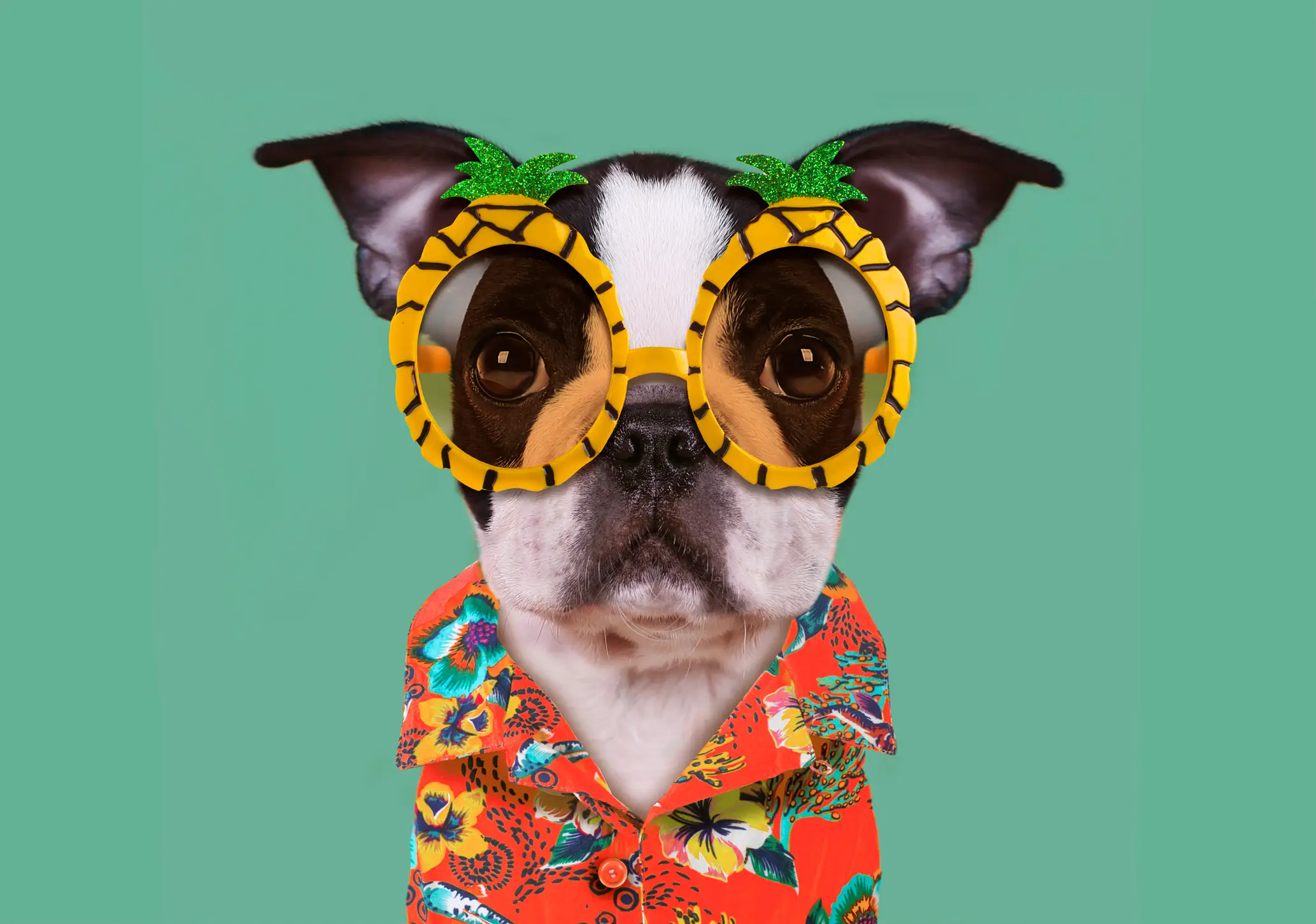 dog halloween costume coconut