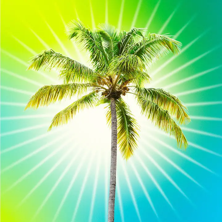 Coconut tree