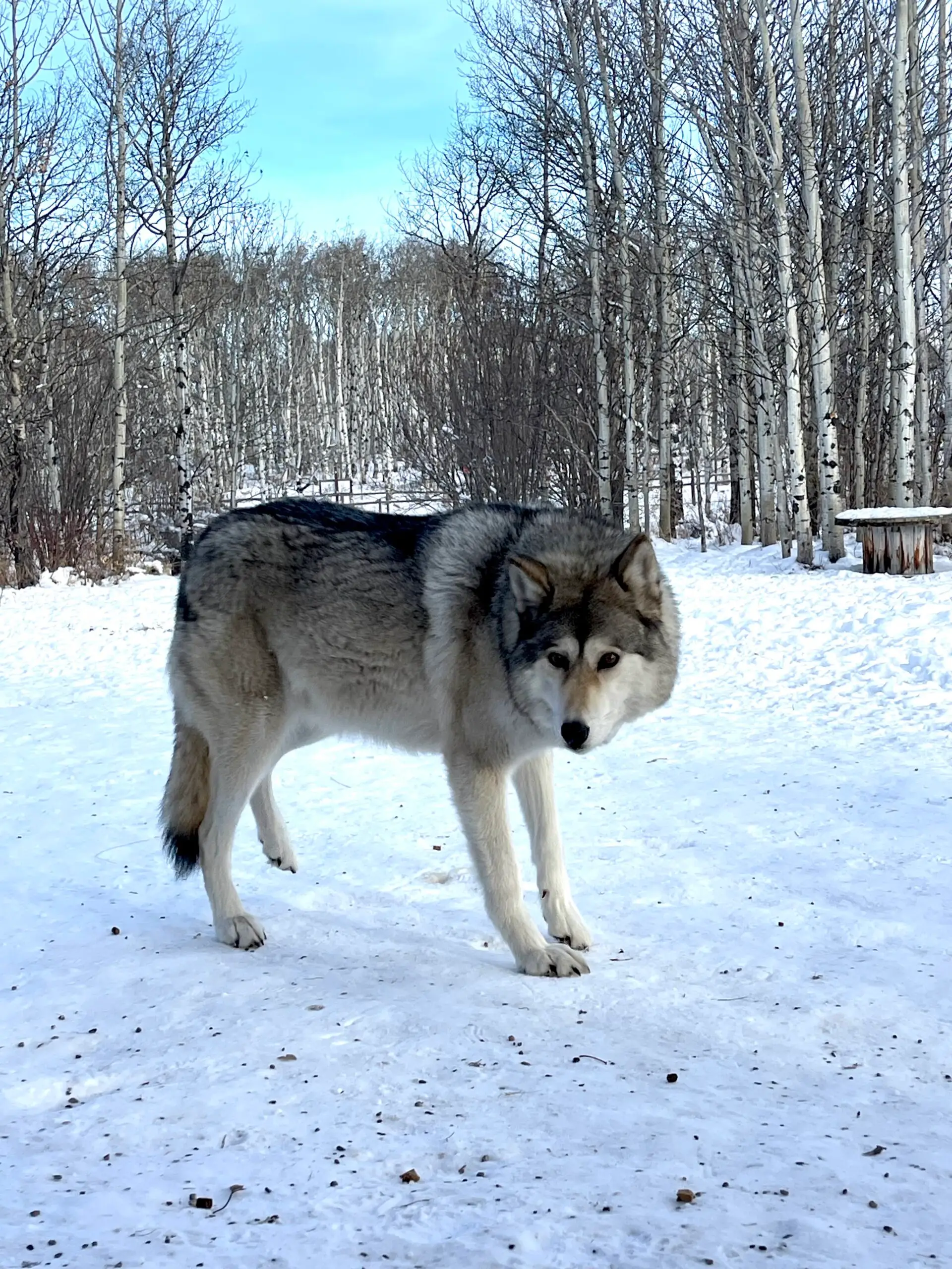 alberta canada in winter time banff and canmore