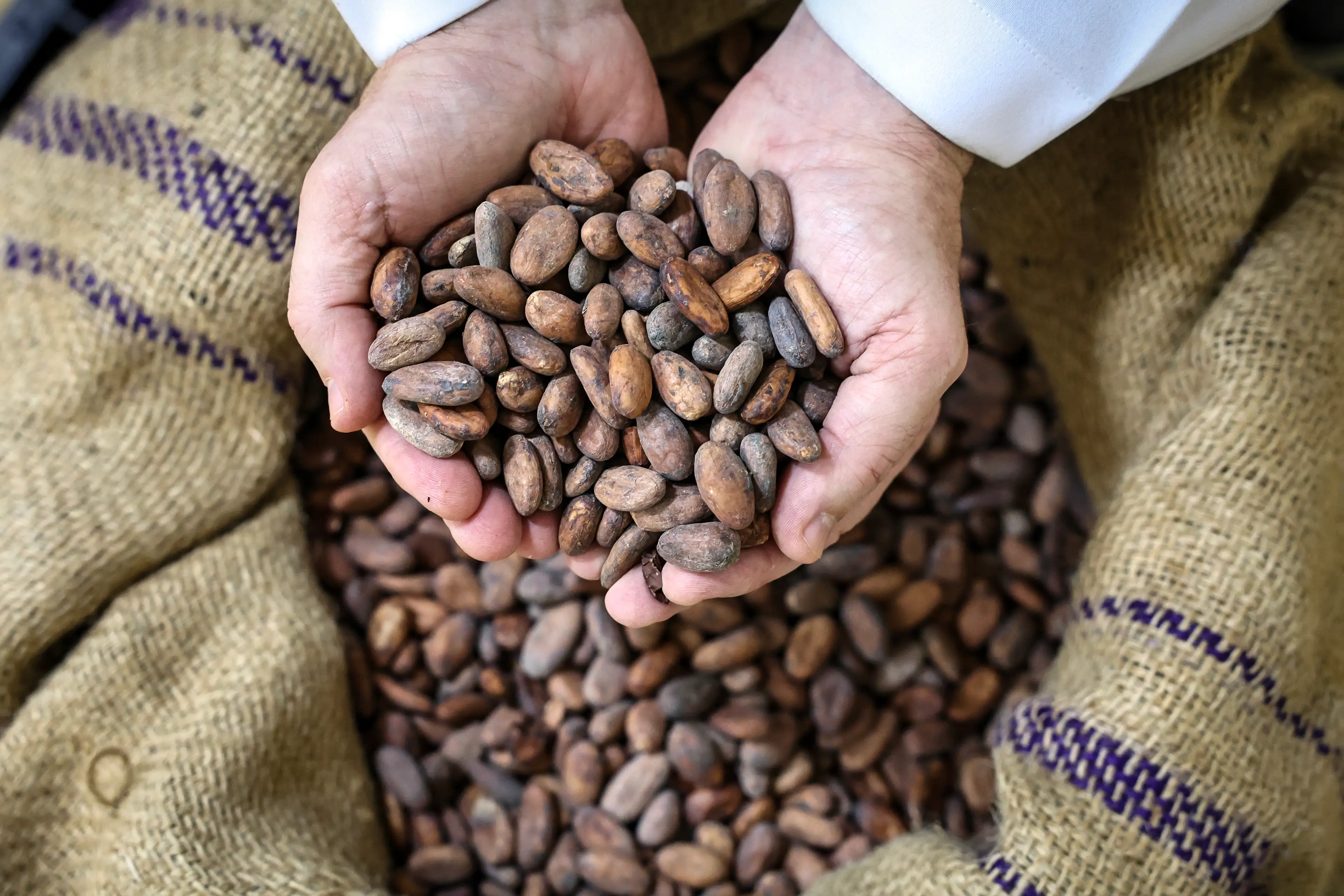 Cocoa beans contain flavanols, famed for their antioxidative properties (FADEL SENNA / AFP via Getty Images)