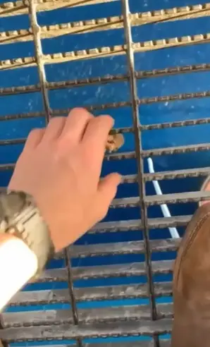 The oil rig worker dropping food to the water below - Reddit