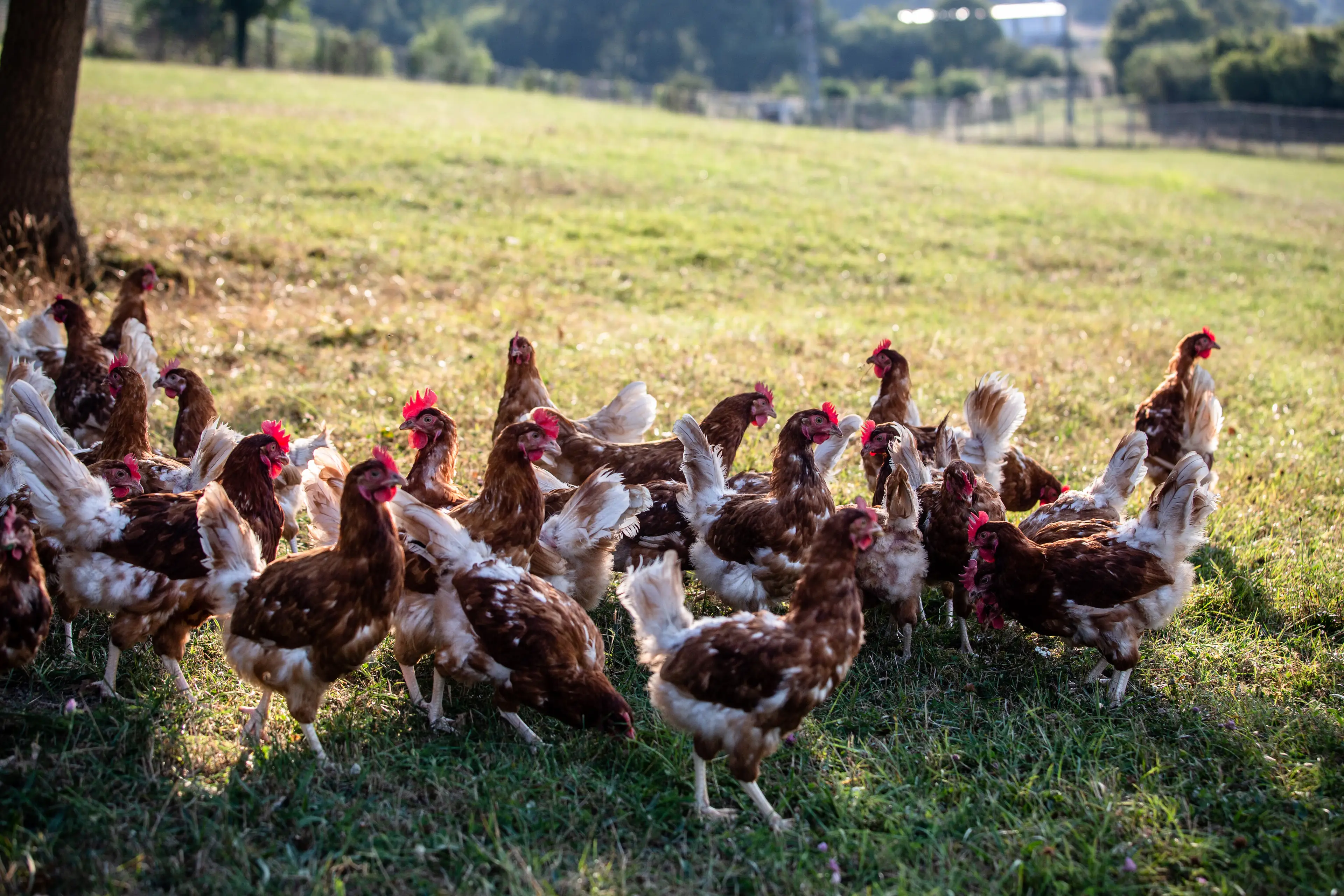 Organic hens cannot be fed antibiotics or fed a genetically modified food (Angel Garcia/Bloomberg via Getty Images)