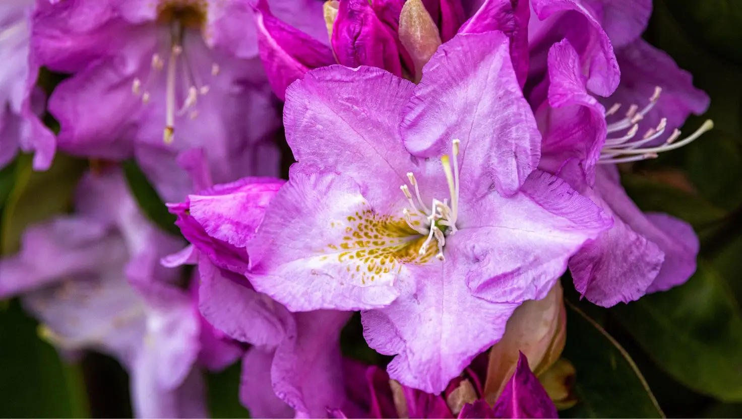 Purple rhododendron flowers are used to create the mad honey (Getty Stock Image)