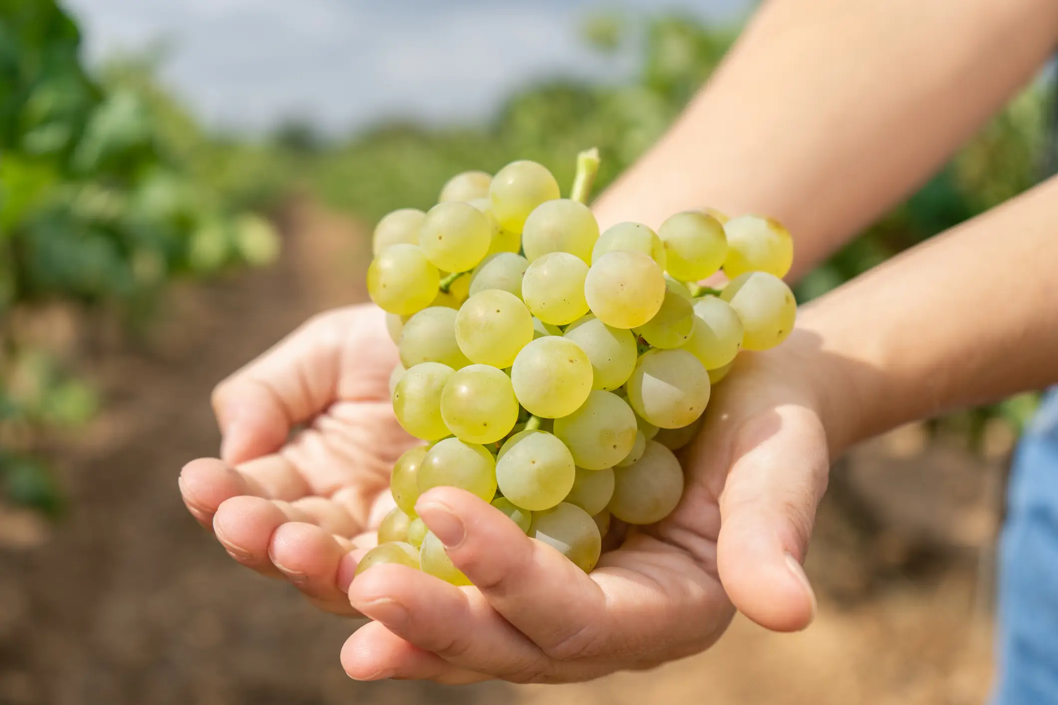 Grapes are packed full of benefits, including lowering blood pressure (Raul Ortin/Getty Images)