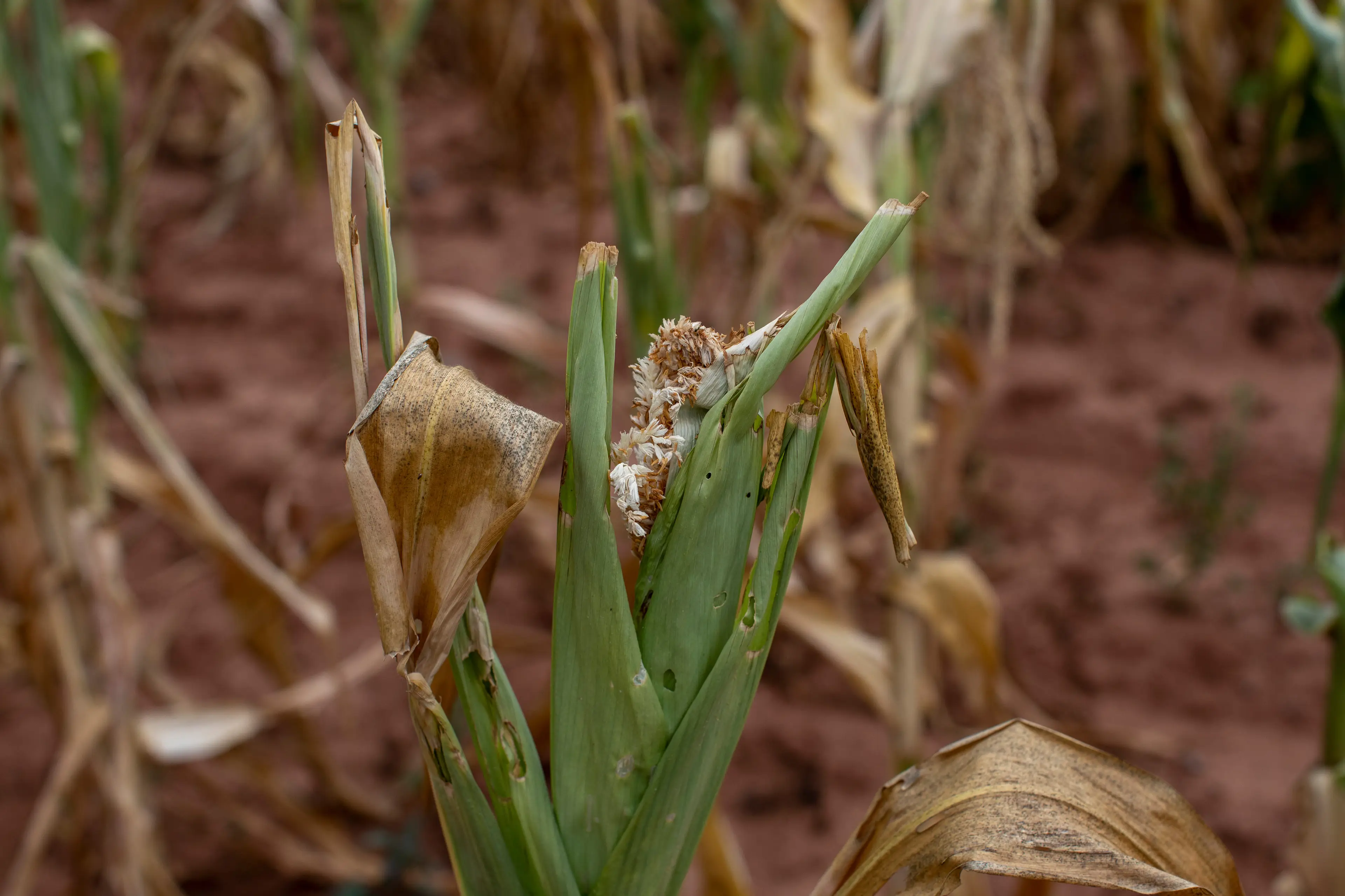 Drought has a major impact on crops (Cynthia R Matonhodze/Bloomberg via Getty Images)