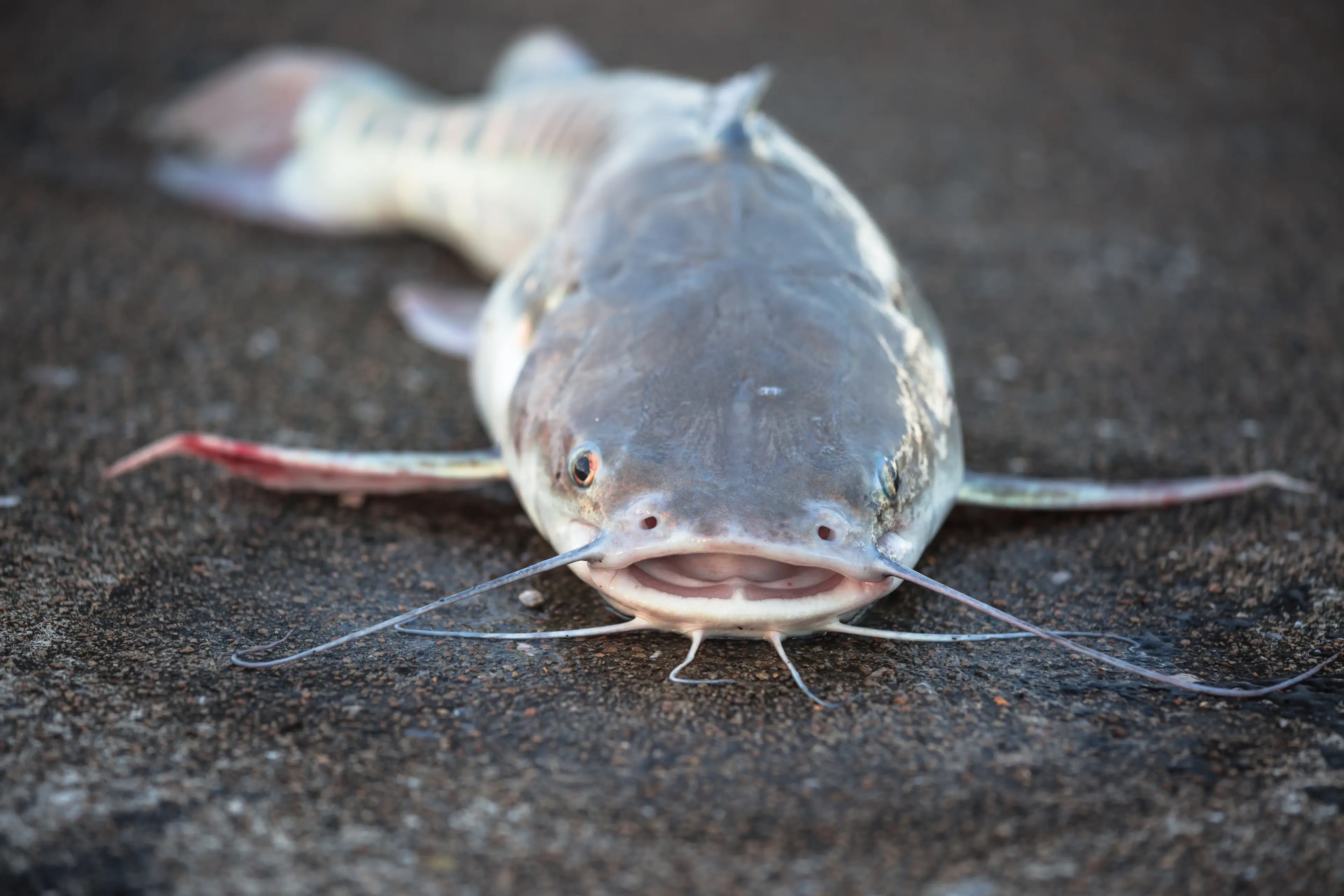 Some fish and chip shops are allegedly selling catfish instead of cod (Getty Stock Image)
