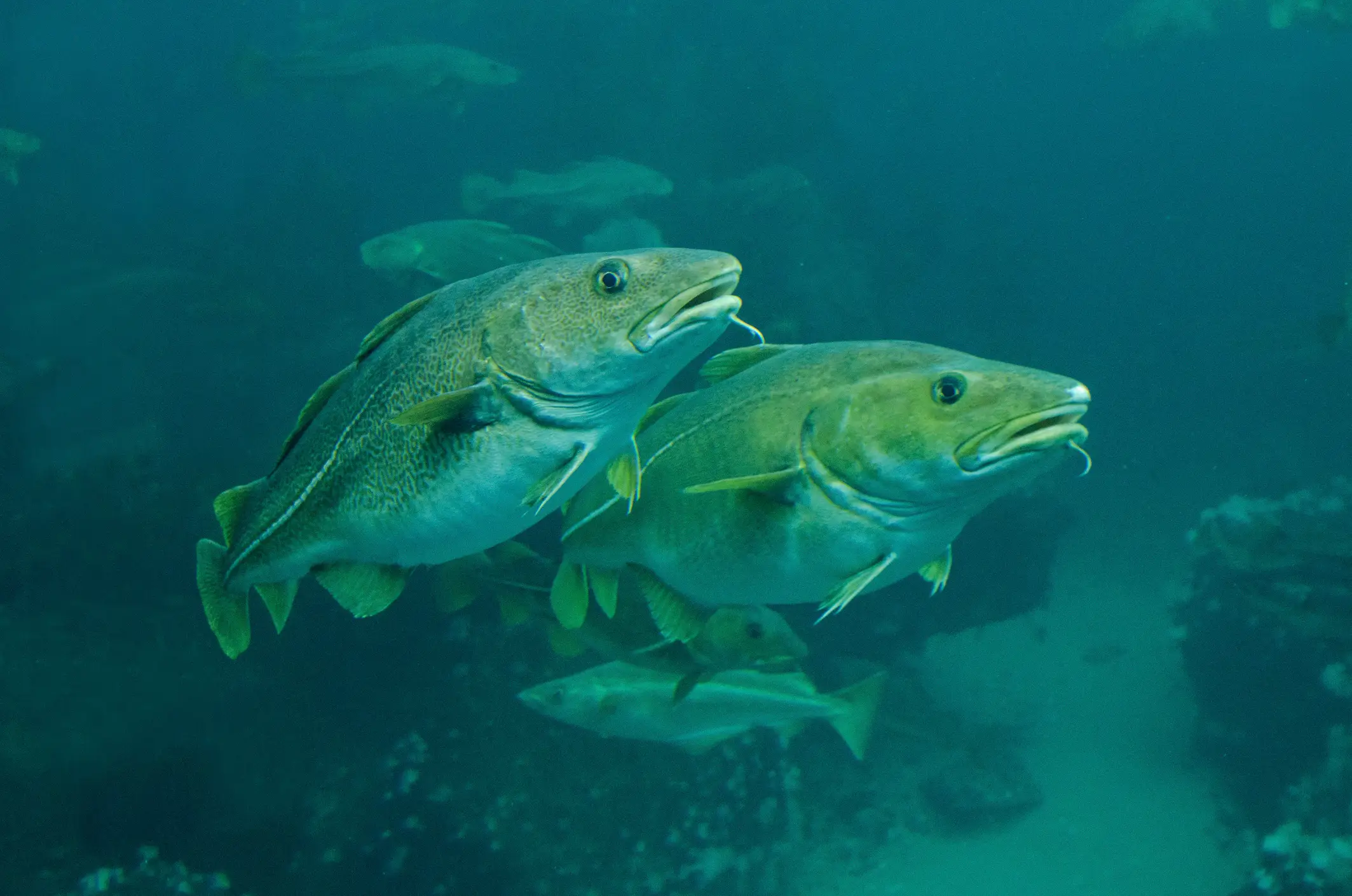 Cod is one of the most heavily-consumed fish in the UK (Gerard Soury/Getty Images)