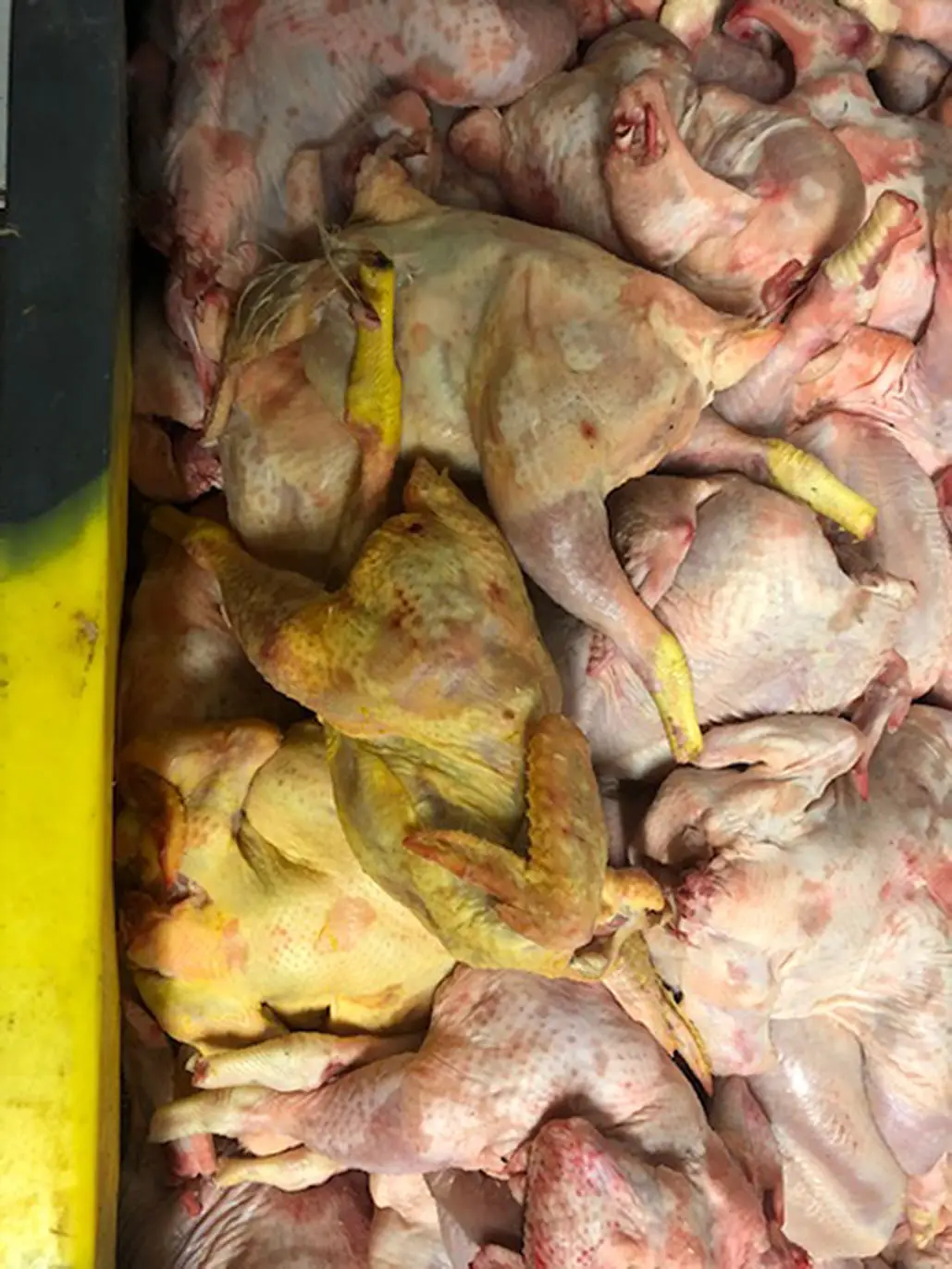 Neighbours said they could smell rotting meat (Southwark Council/PA)