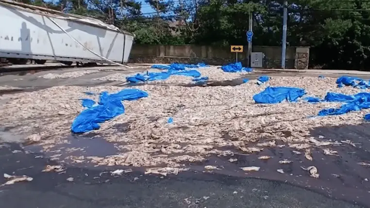 Over 20 tons of 'foul-smelling' squid spills onto road