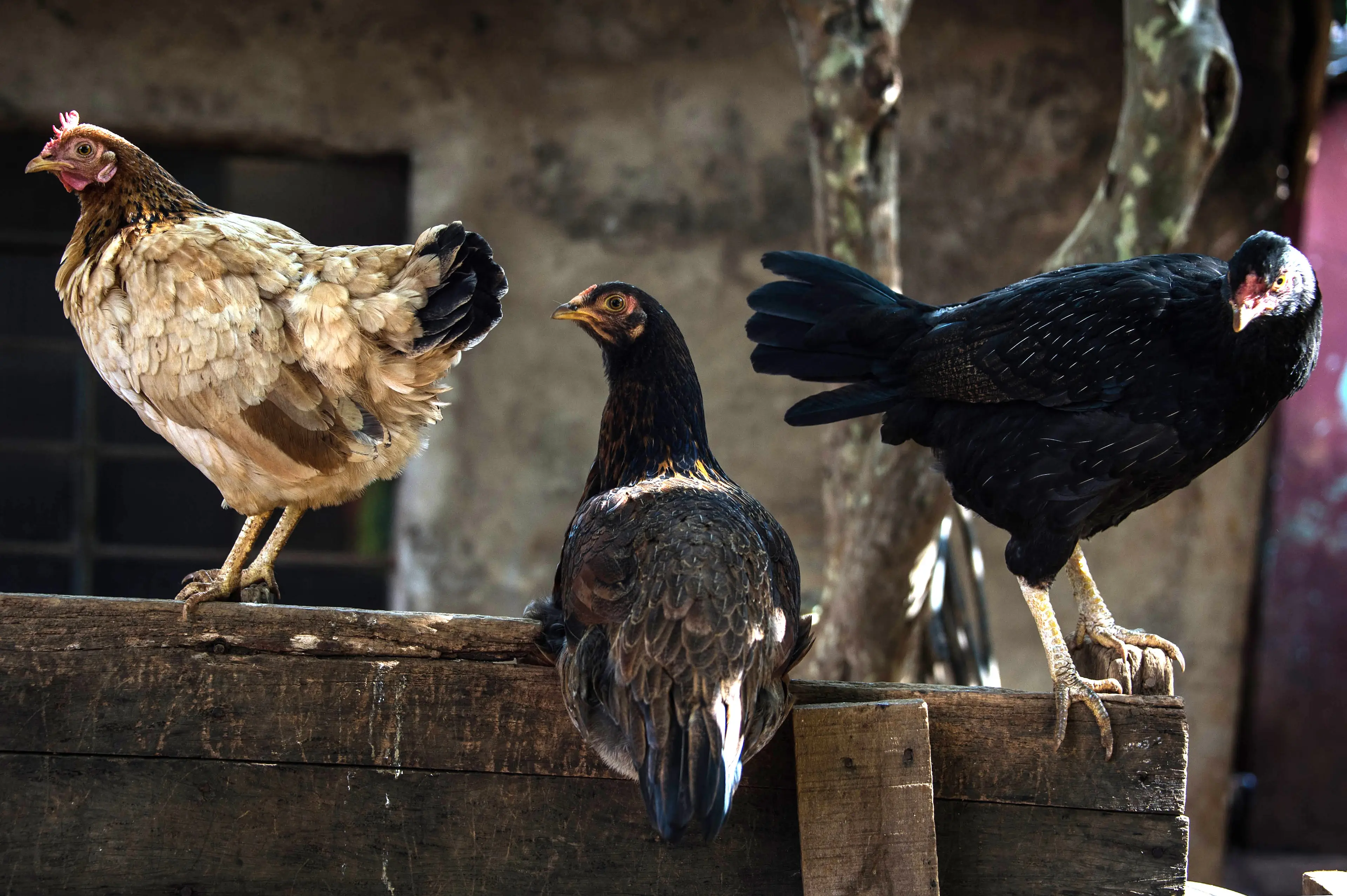 The Uk was the 14th largest destination for chicken meat in 2025 (NELSON ALMEIDA/AFP via Getty Images)