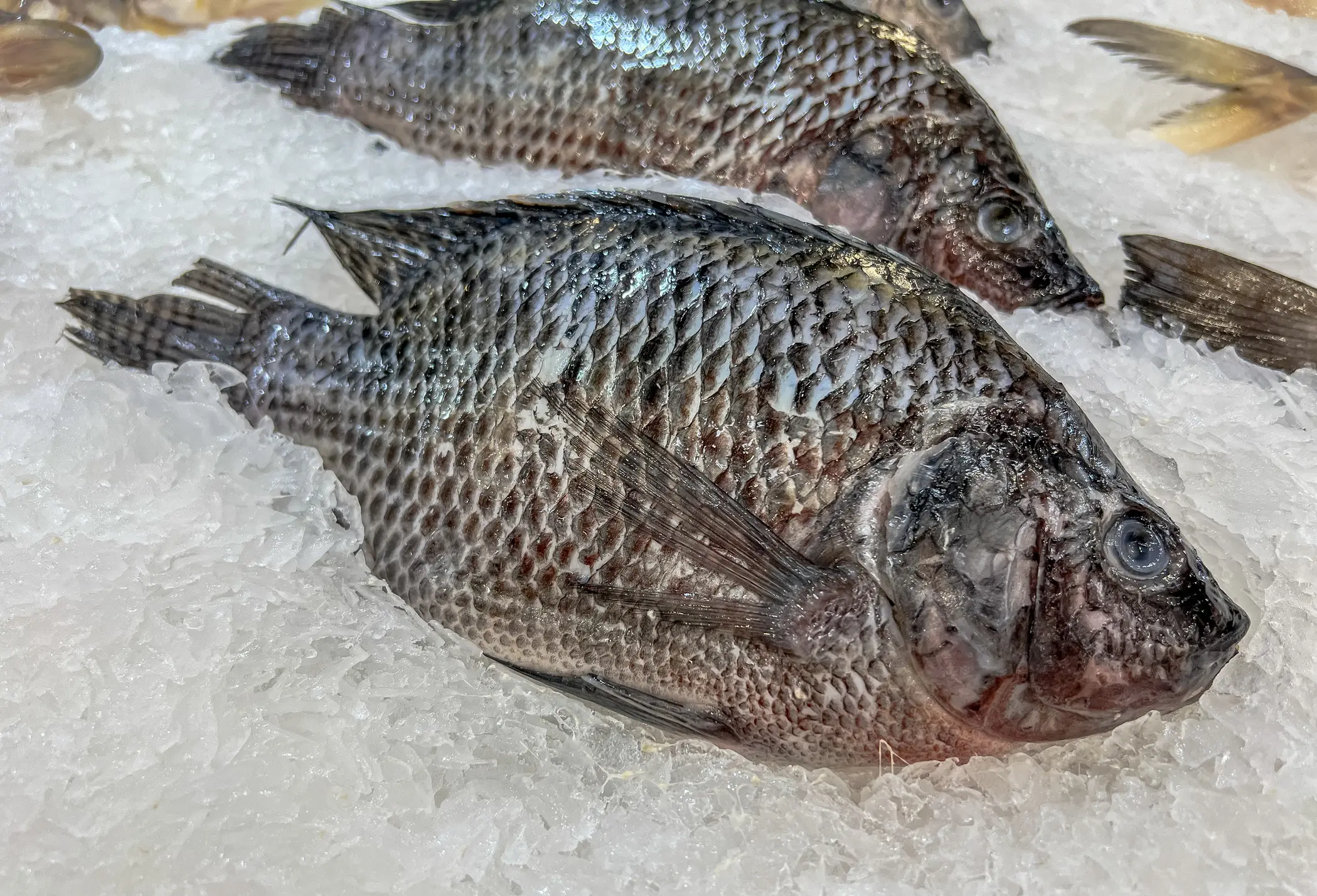 It's believed that Barajas was infected by undercooked tilapia (Heather Paul/Getty Images)