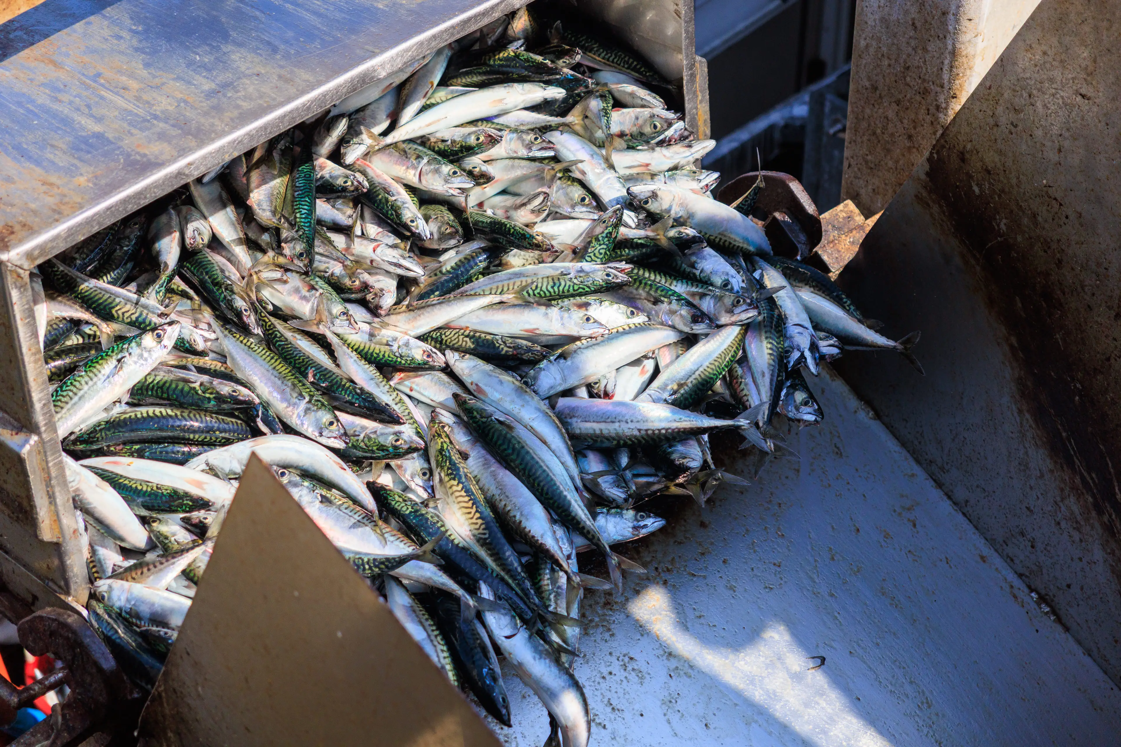 Waitrose announced it was suspending all mackerel sales by the end of the month (Getty Stock Image)
